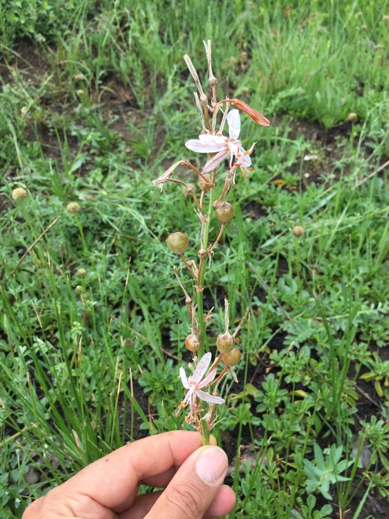 Asphodeline tenuior photo 2