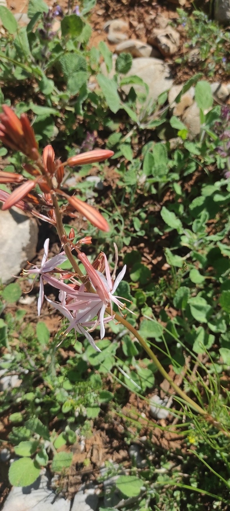 Asphodeline tenuior photo 3