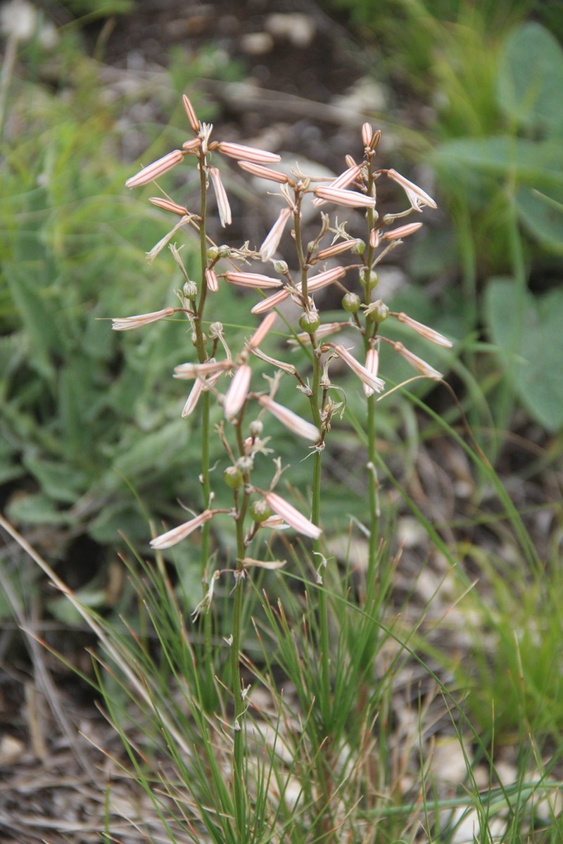 Asphodeline tenuior photo 4