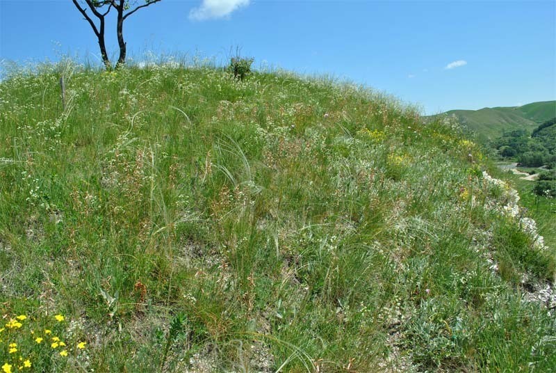 Asphodeline tenuior photo 5