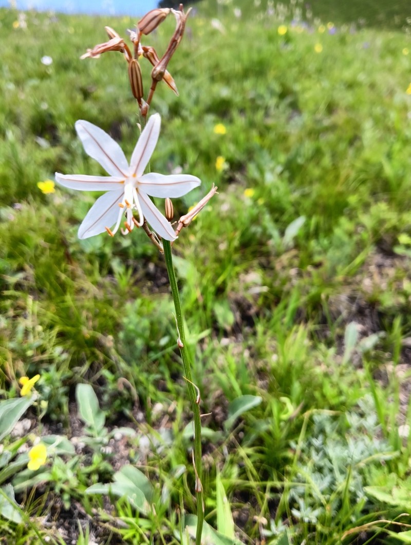 Asphodeline tenuior photo 7