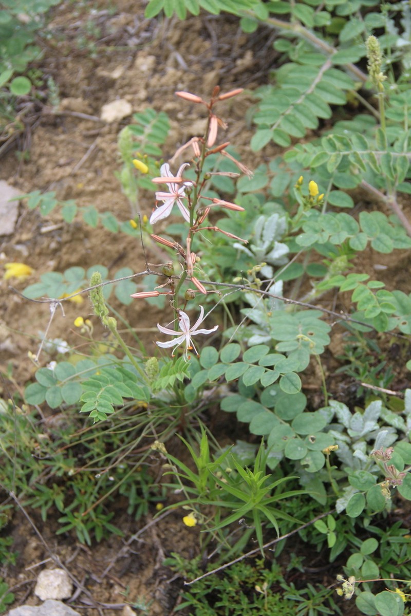 Asphodeline tenuior photo 8