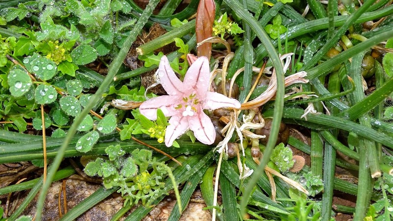 Asphodelus acaulis photo 2