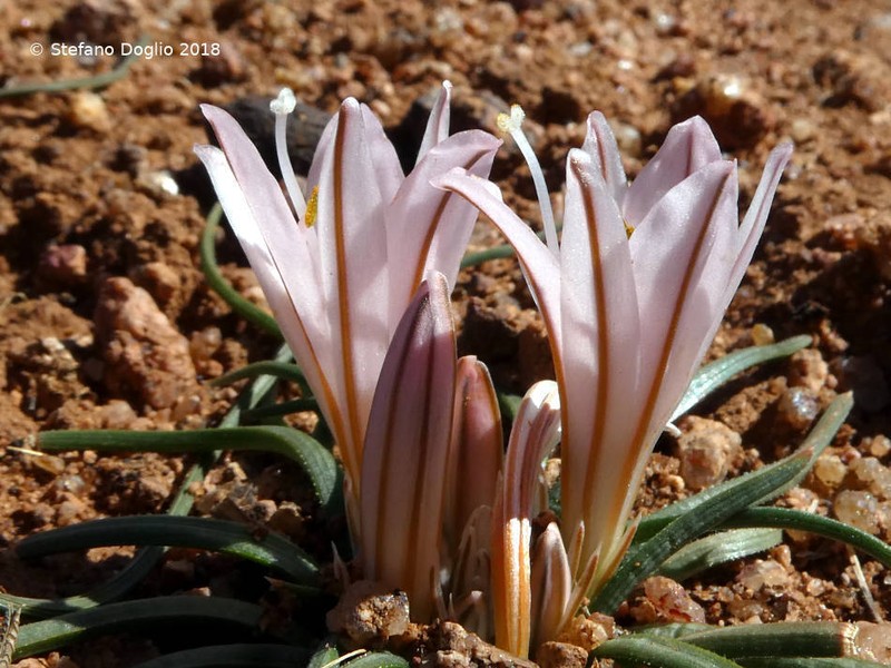 Asphodelus acaulis photo 4
