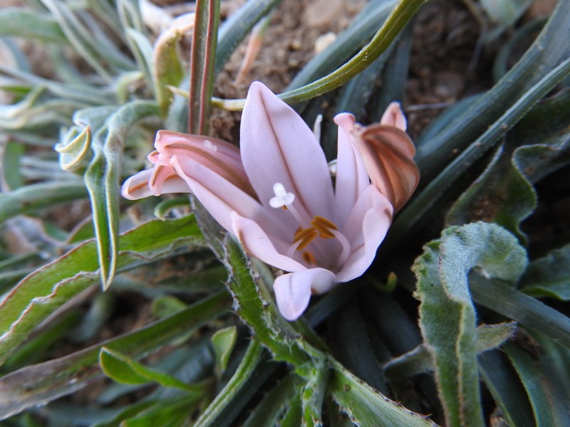 Asphodelus acaulis photo 5