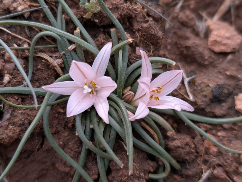 Asphodelus acaulis photo 6