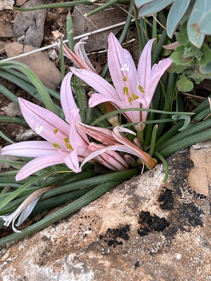 Asphodelus acaulis photo 7