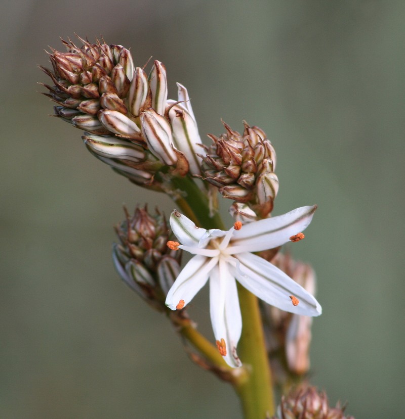 Asphodelus aestivus photo 2