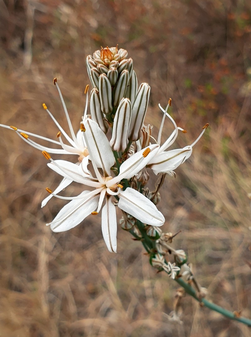Asphodelus aestivus photo 3