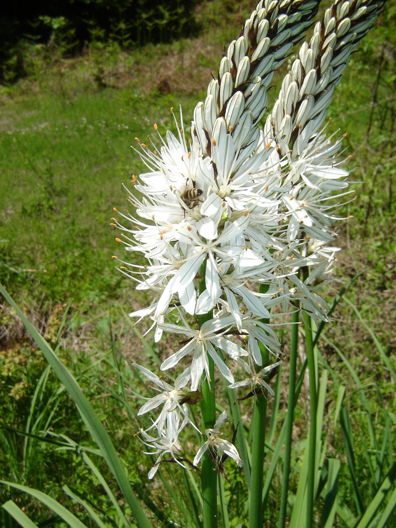 Gamón-Blanco photo 2