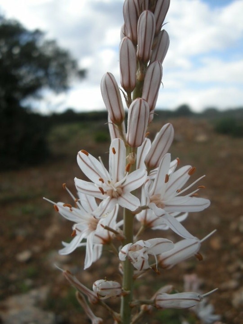 Gamón-Blanco photo 3
