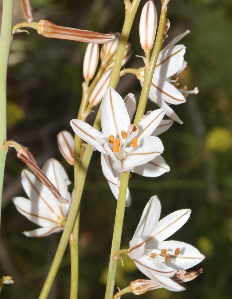 Asphodelus ayardii photo 2