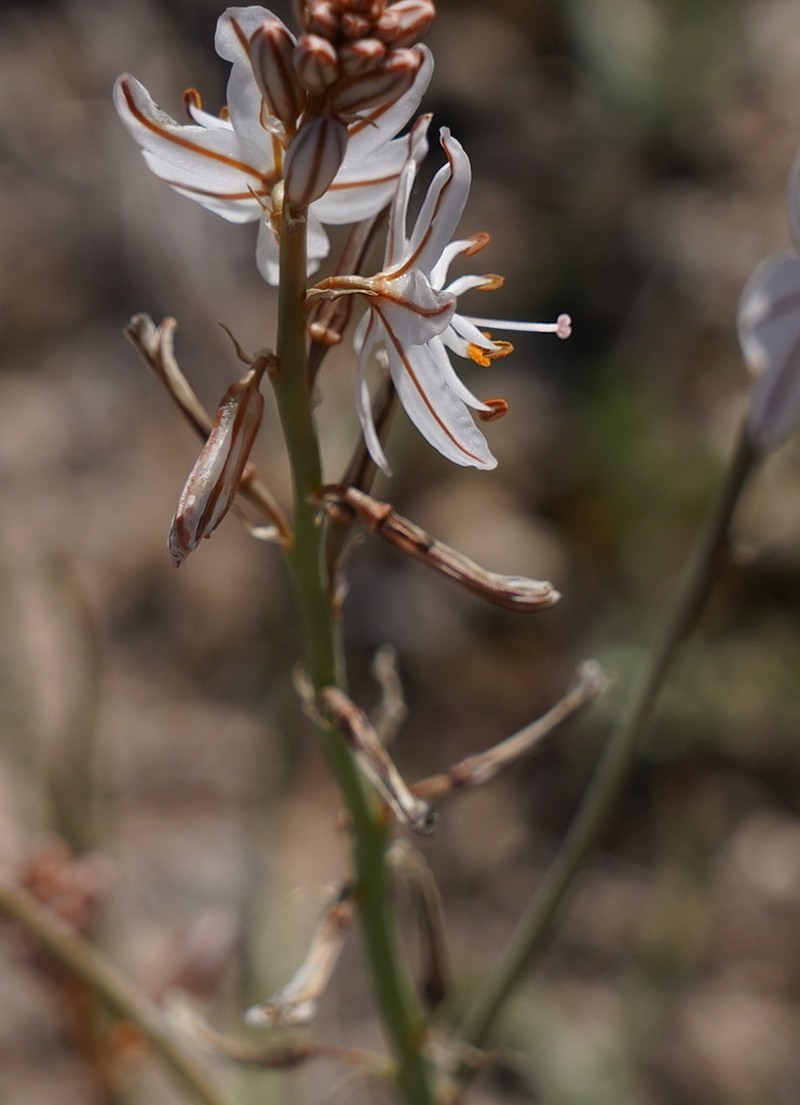 Asphodelus ayardii photo 3