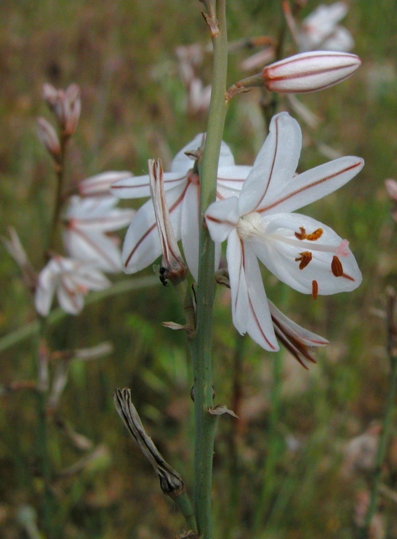 Asphodelus ayardii photo 4