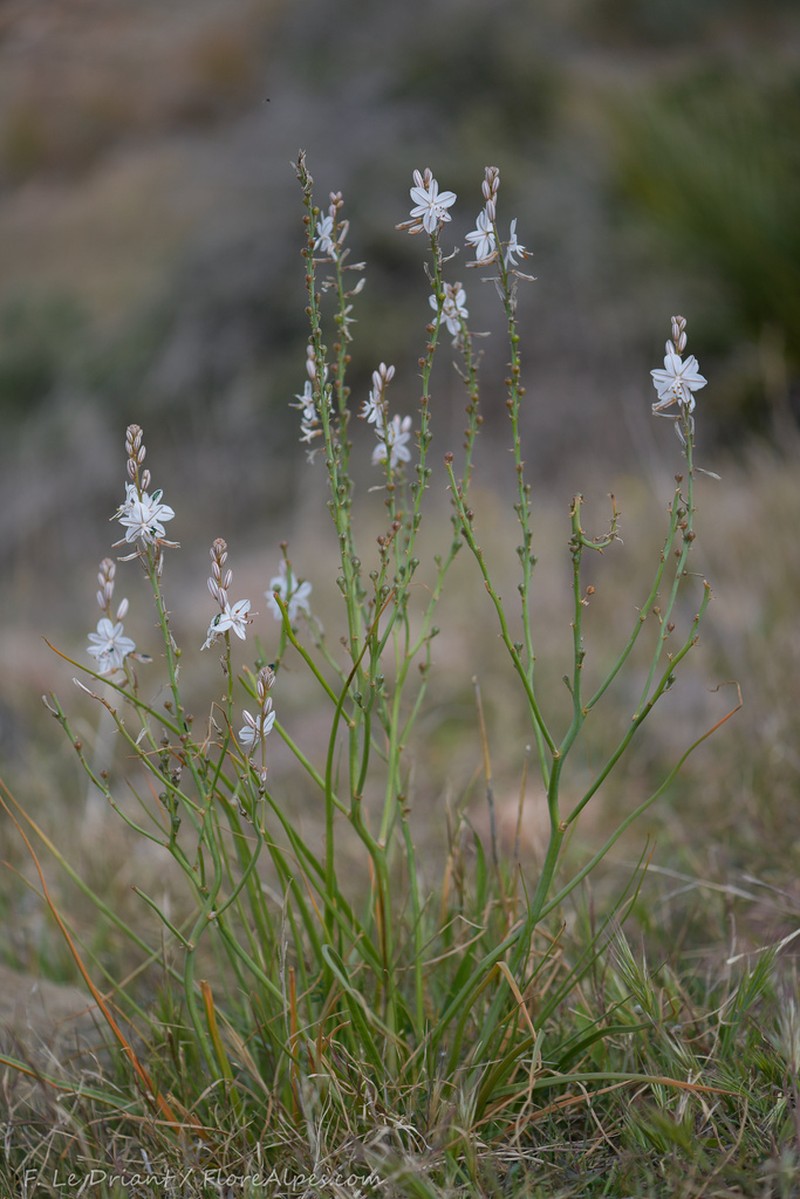 Asphodelus ayardii photo 5