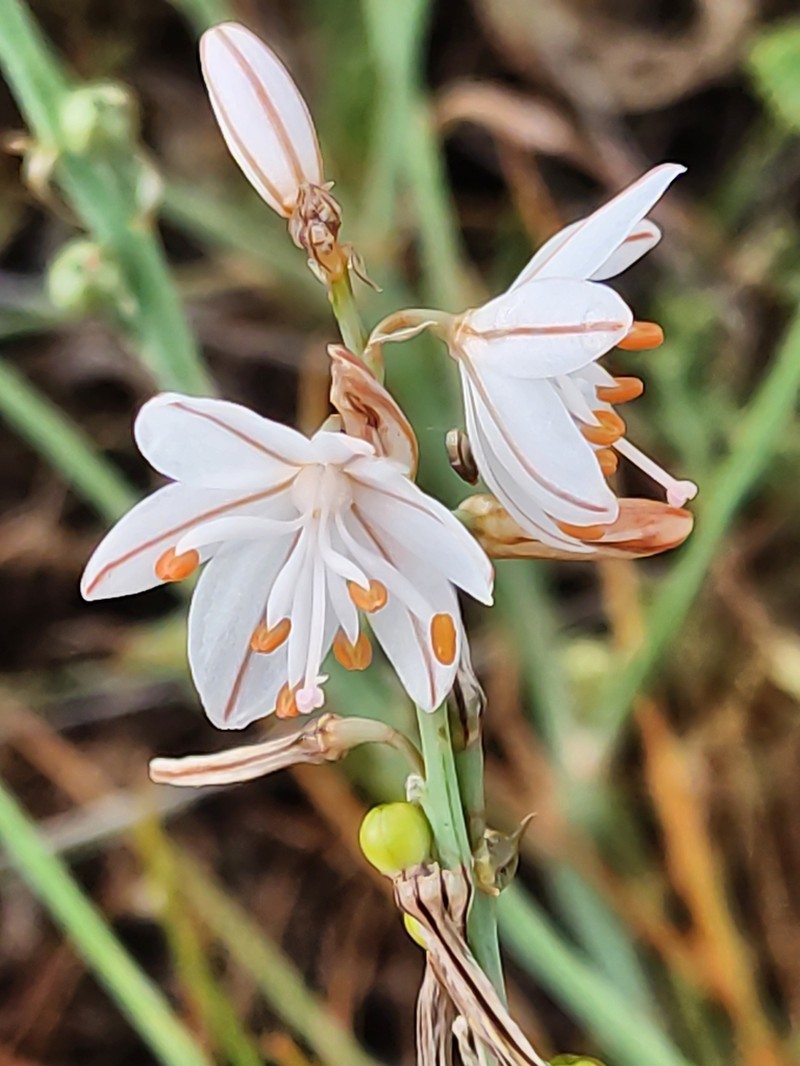 Asphodelus ayardii photo 6