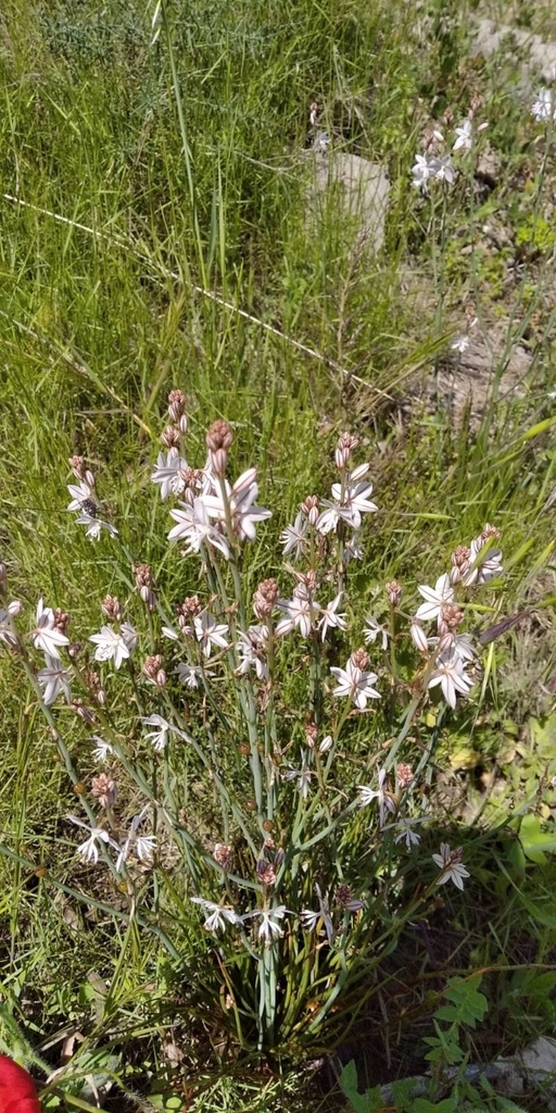 Asphodelus ayardii photo 7