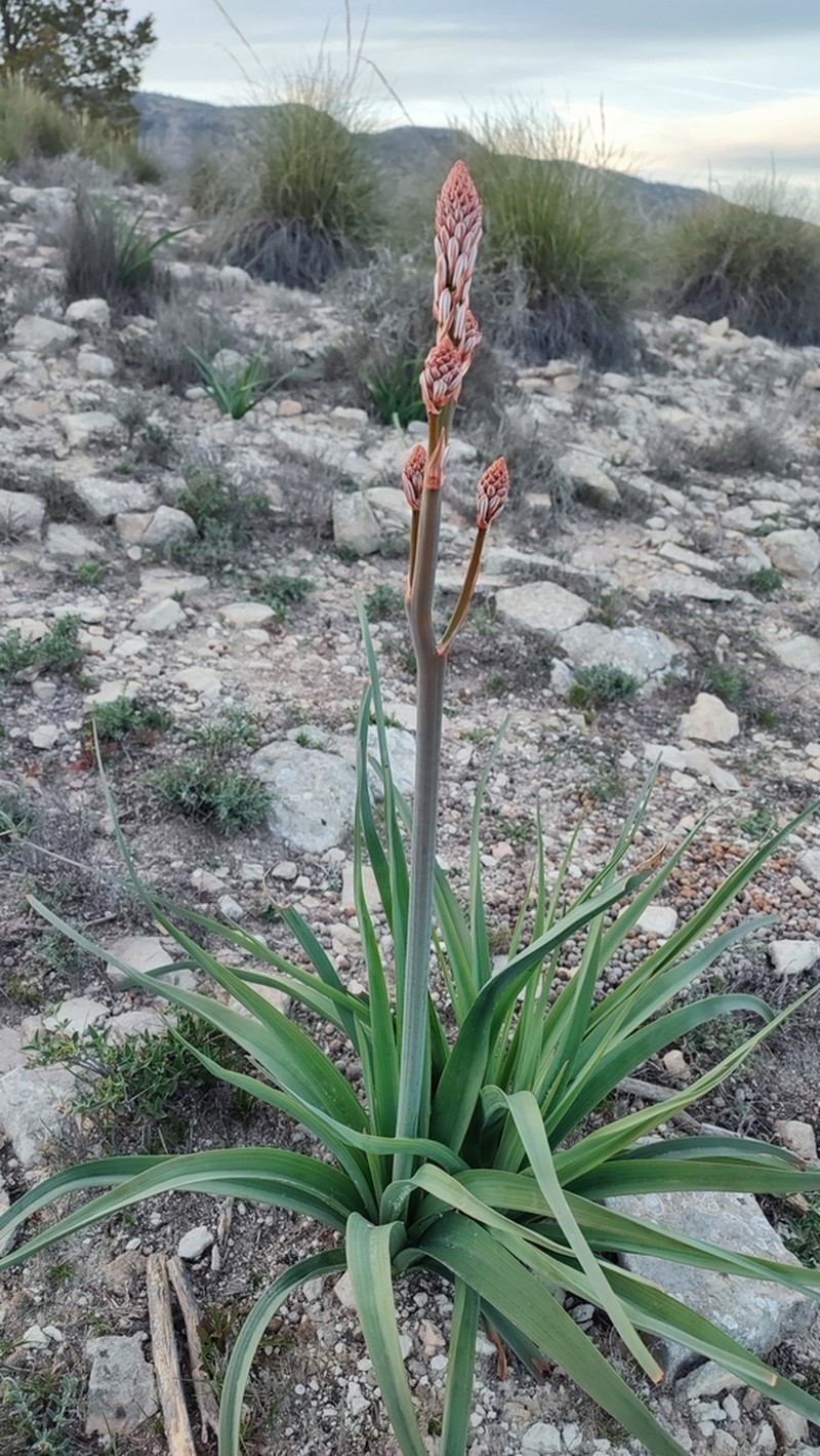 Asphodelus cerasiferus