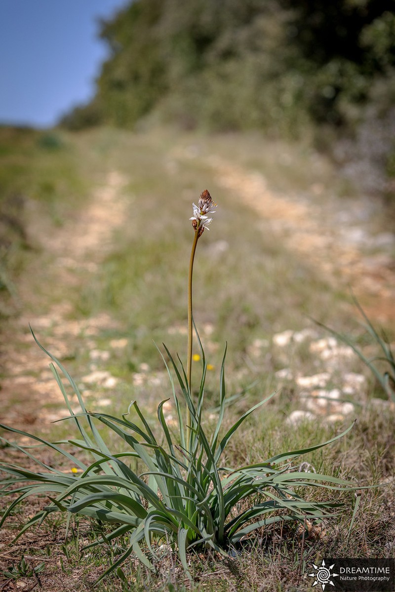 Asphodelus cerasiferus photo 2