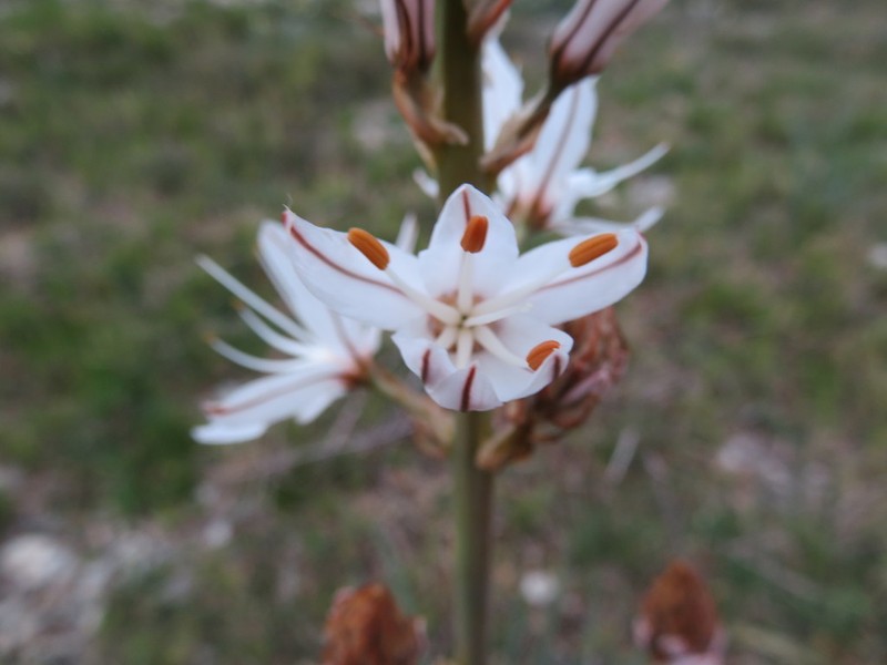 Asphodelus cerasiferus photo 3