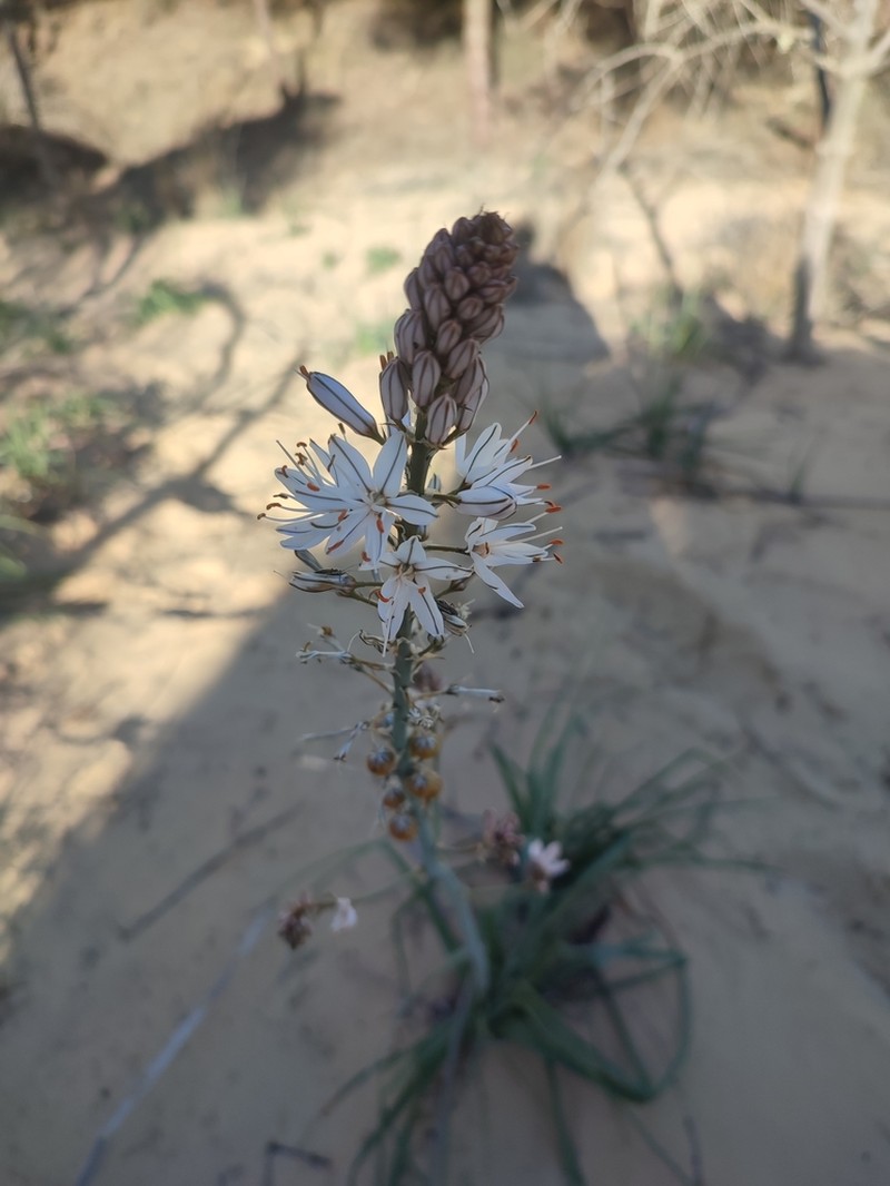 Asphodelus cerasiferus photo 4