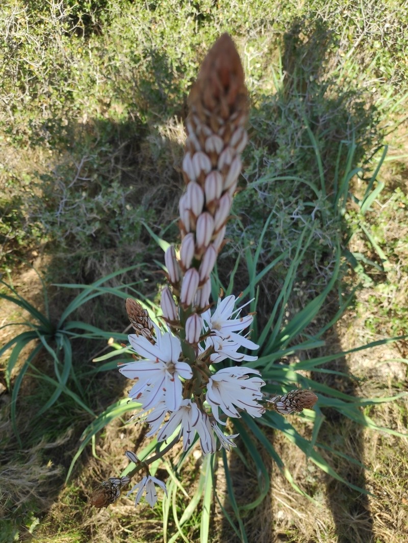 Asphodelus cerasiferus photo 5