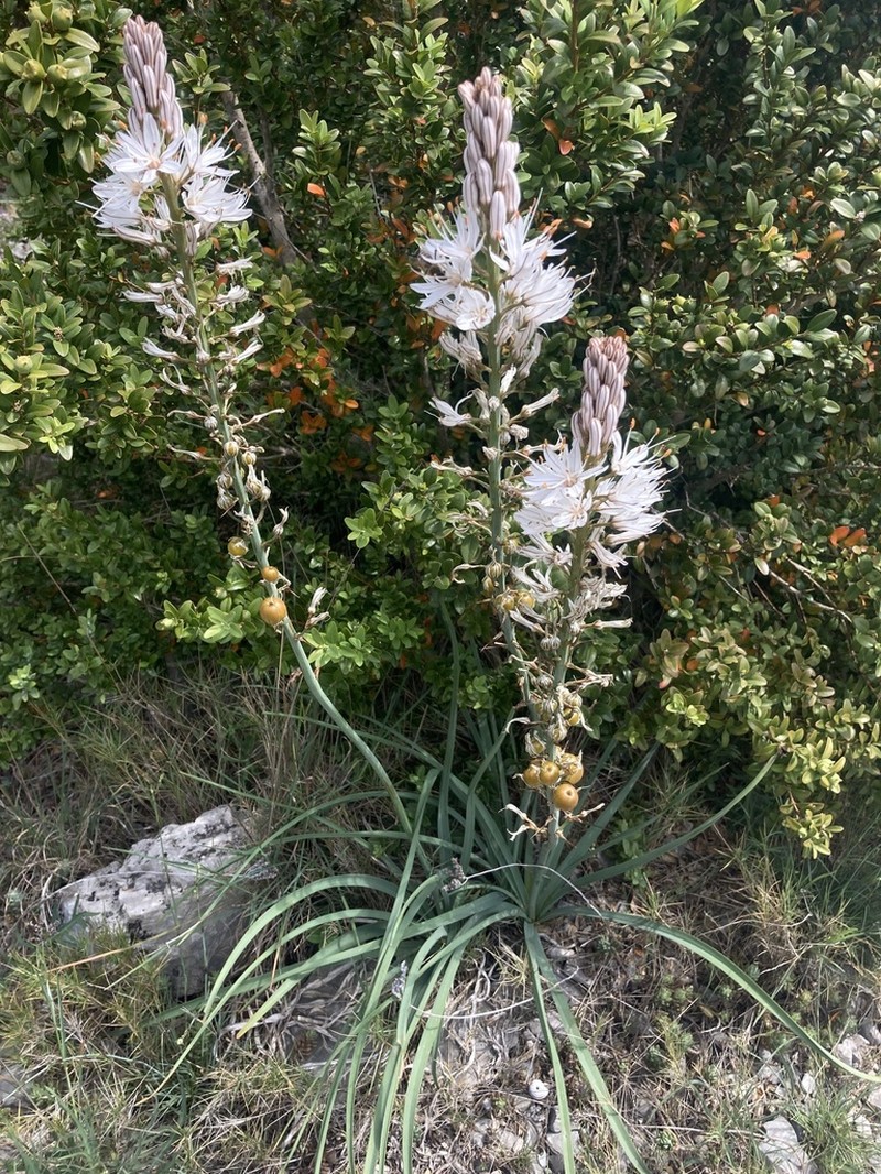 Asphodelus cerasiferus photo 7