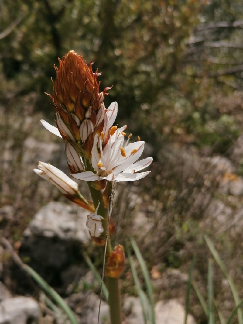 Asphodelus cerasiferus photo 8
