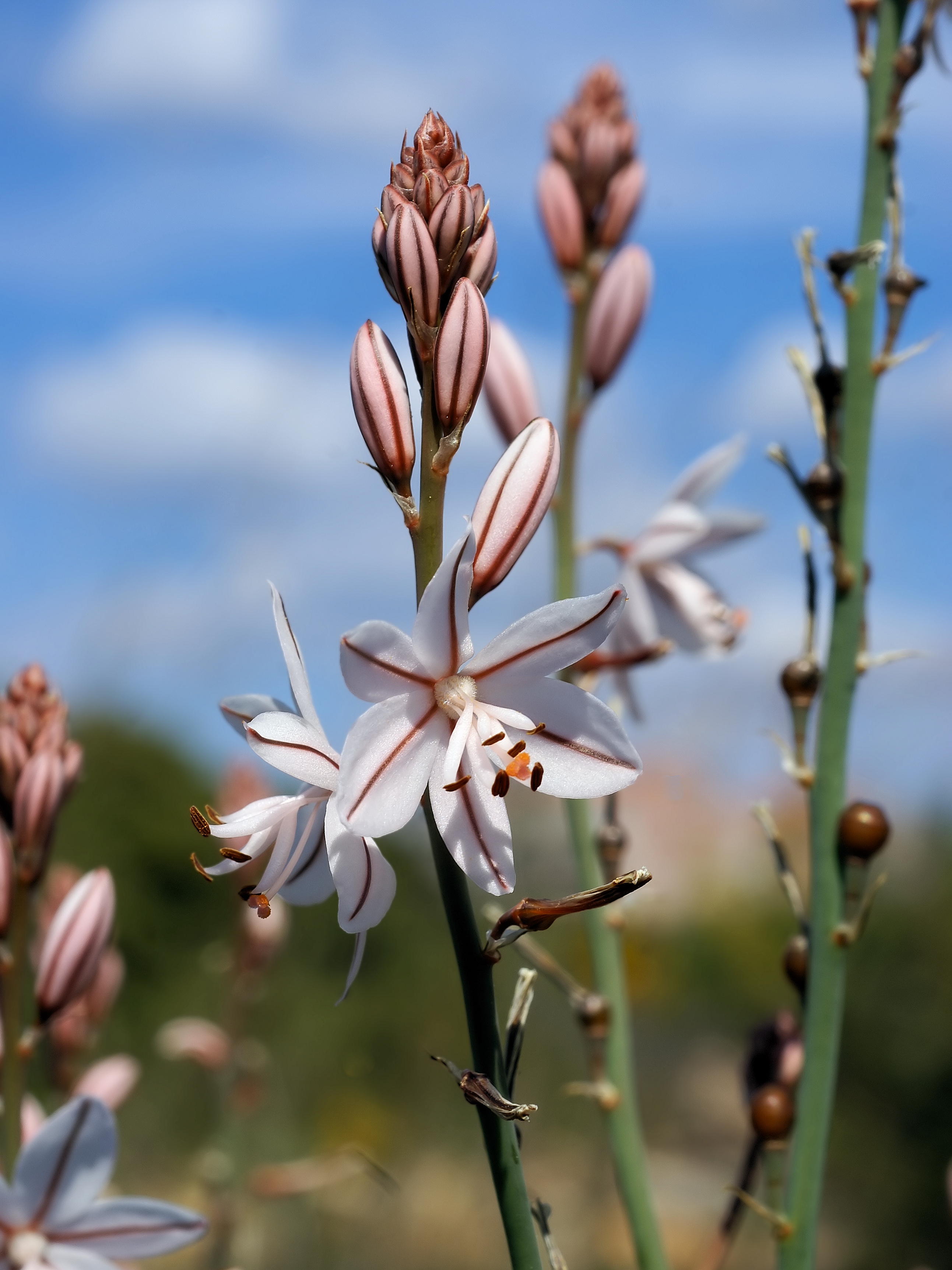 Onionweed photo 2