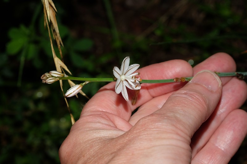 Onionweed photo 3