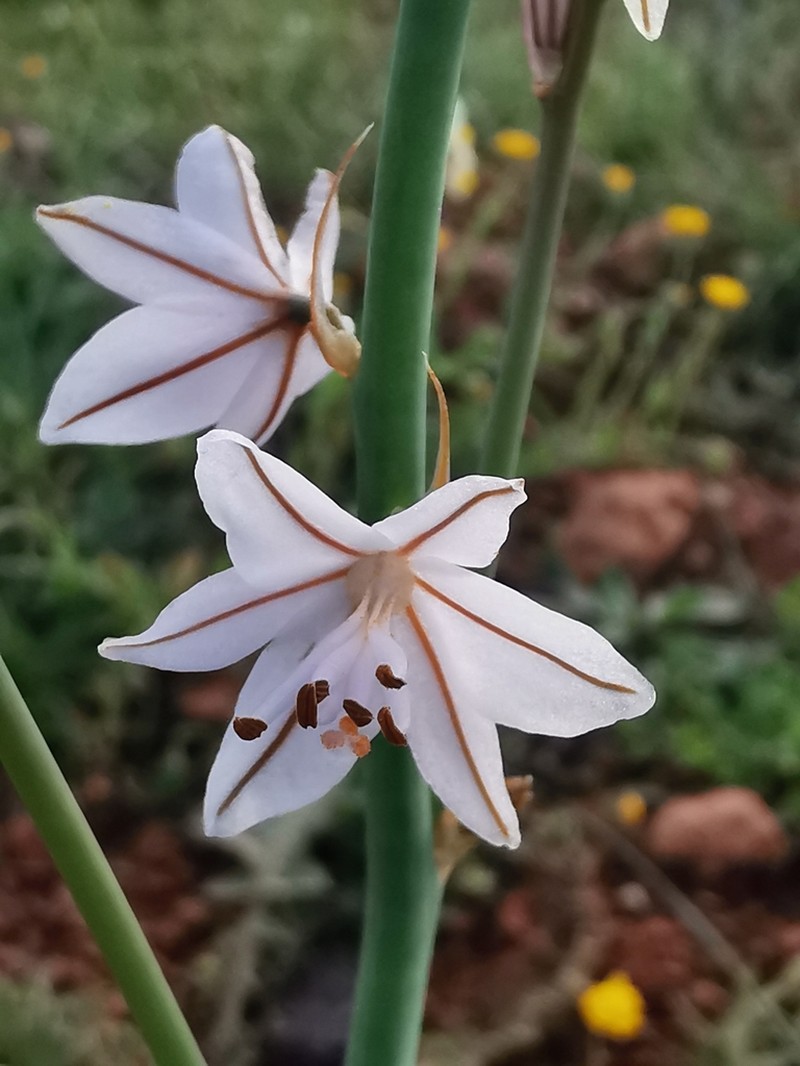 Onionweed photo 4