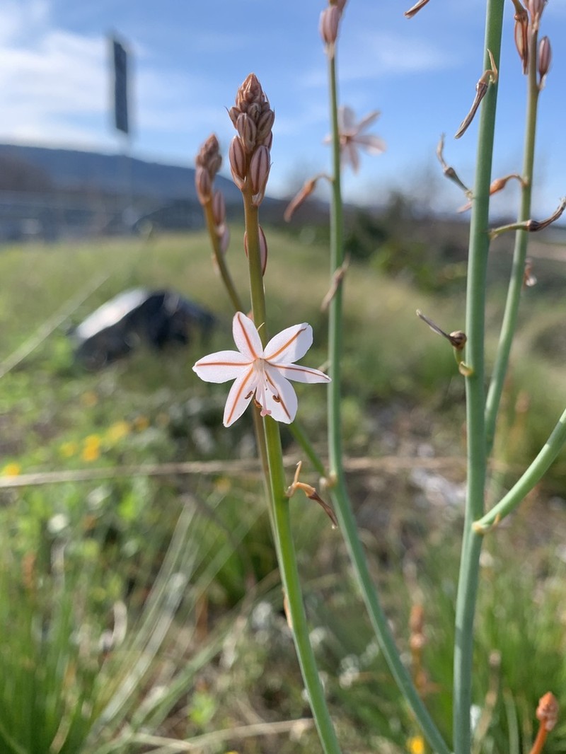 Onionweed photo 5