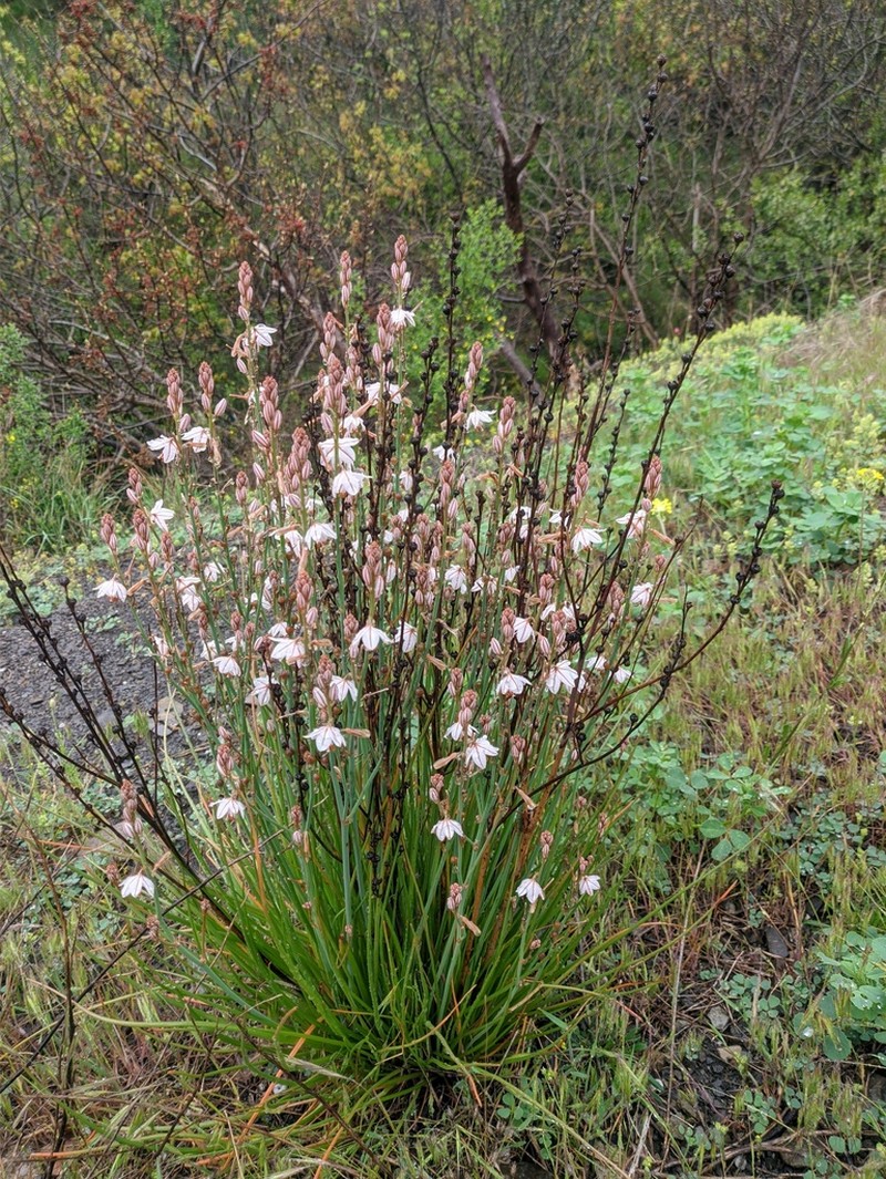 Onionweed photo 7