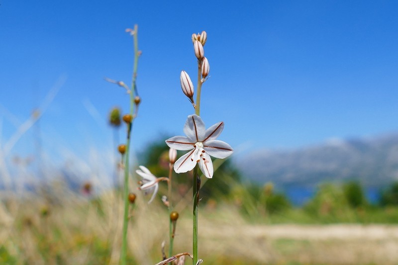 Onionweed photo 8