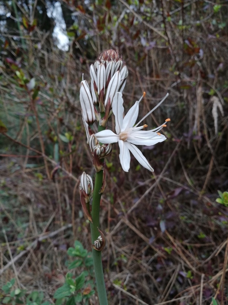 Asphodelus lusitanicus
