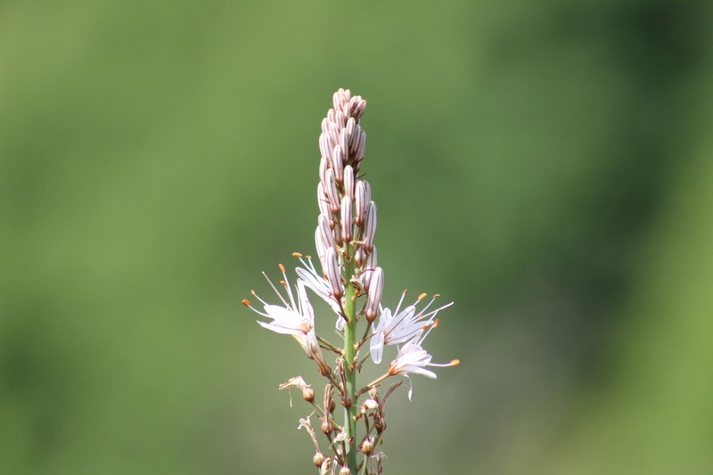 Asphodelus lusitanicus photo 7