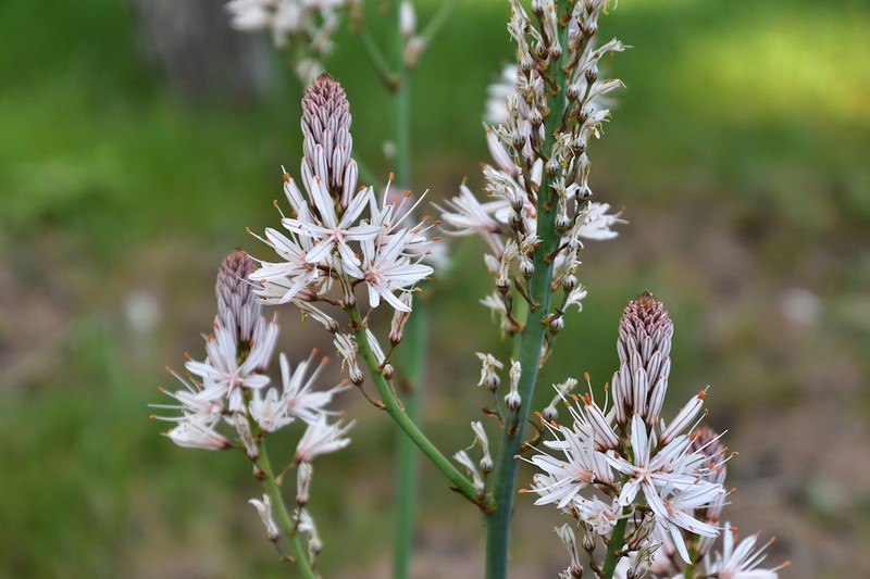 Asphodelus lusitanicus photo 8