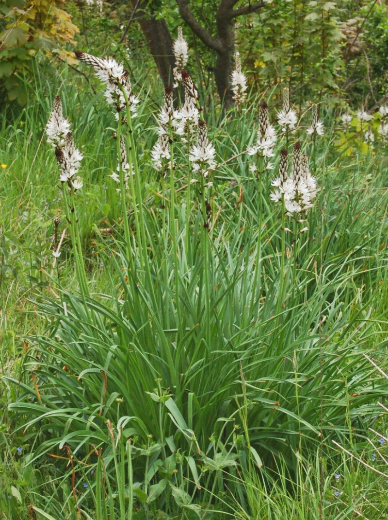 Asphodelus macrocarpus