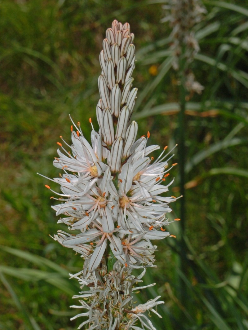 Asphodelus macrocarpus photo 3