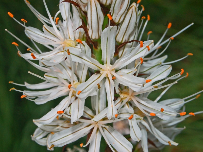Asphodelus macrocarpus photo 4