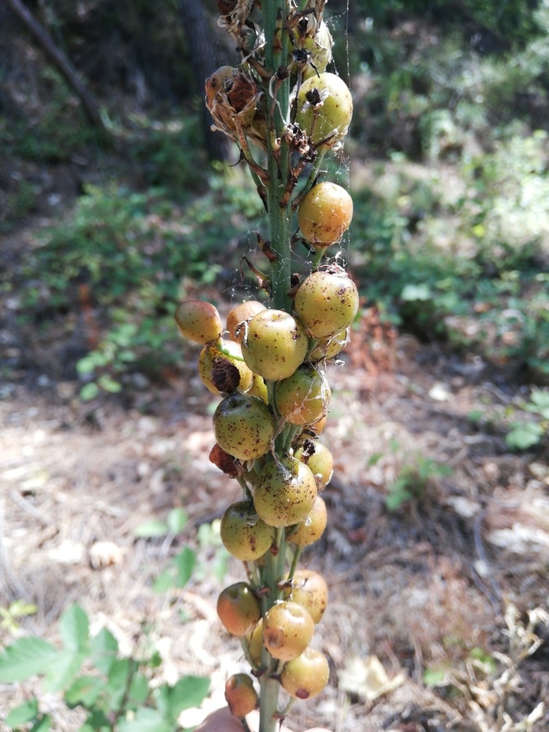 Asphodelus macrocarpus photo 6
