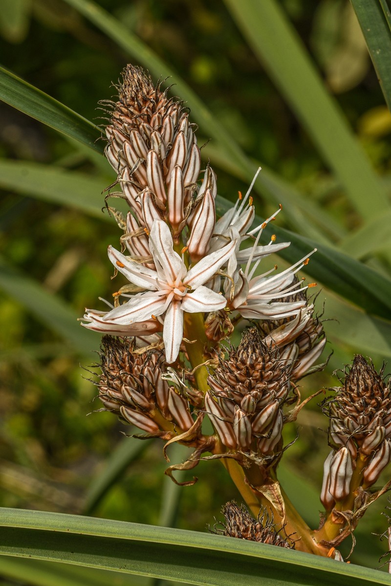 Asphodelus ramosus photo 2