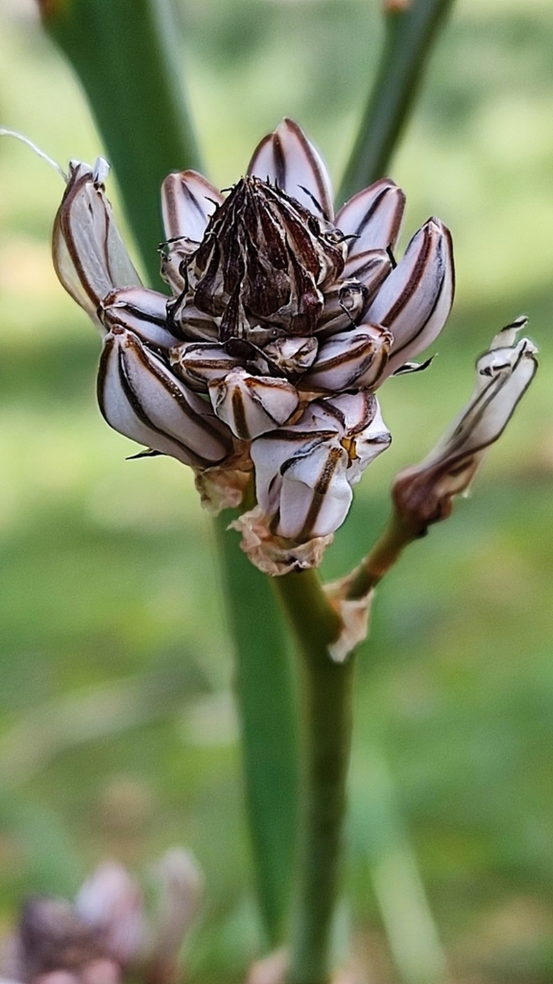 Asphodelus ramosus photo 4