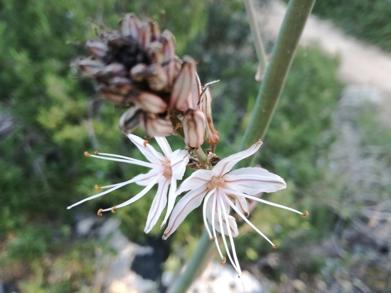 Asphodelus ramosus photo 5
