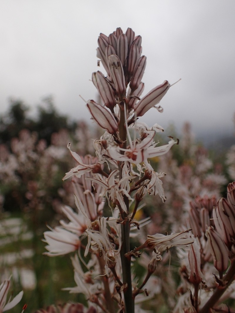 Asphodelus ramosus photo 6