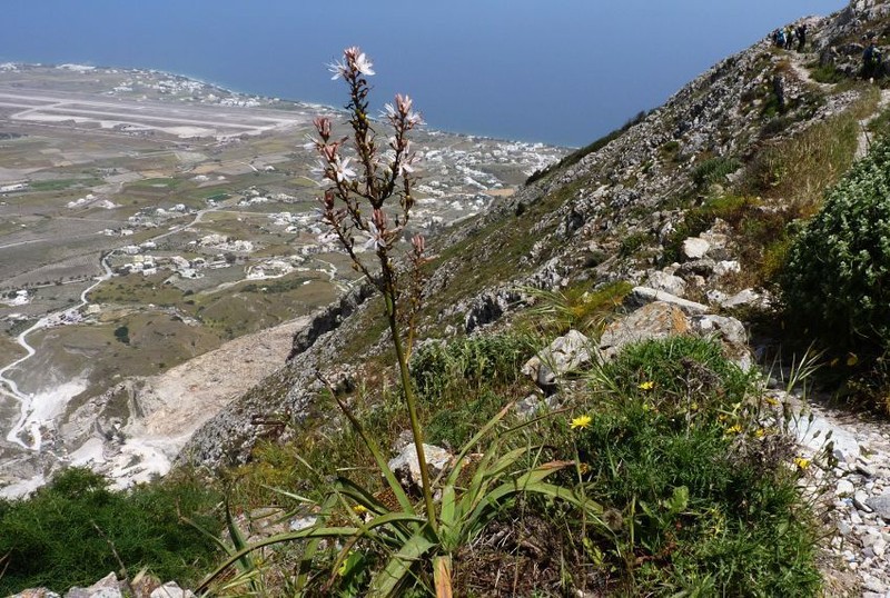 Asphodelus ramosus photo 8