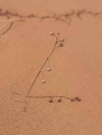 Asphodelus refractus