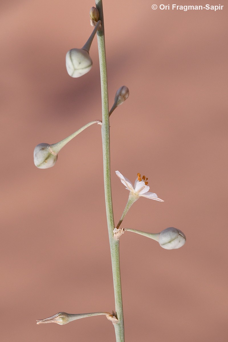 Asphodelus refractus photo 2