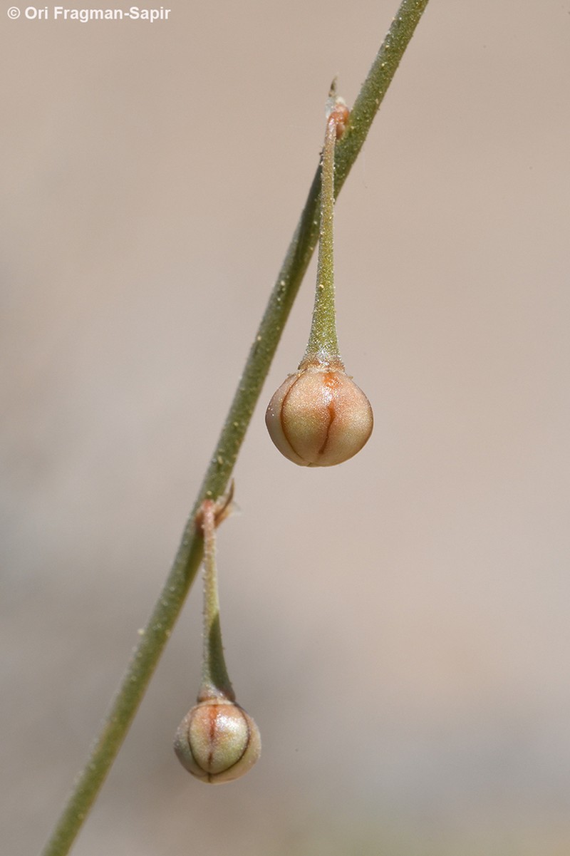 Asphodelus refractus photo 3