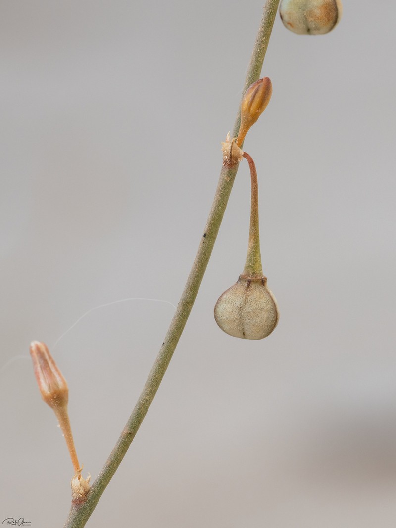 Asphodelus refractus photo 4